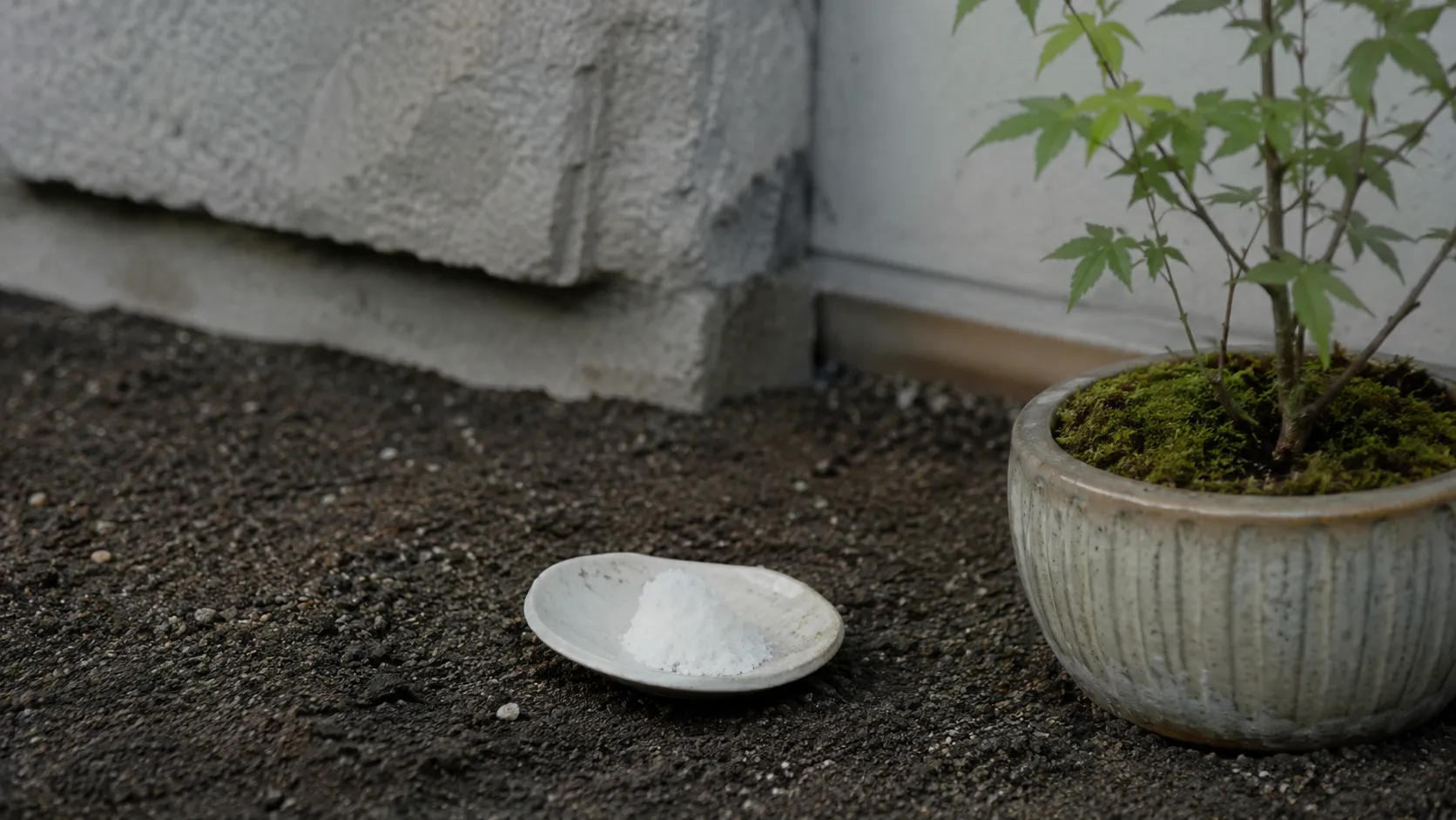植木鉢のそばに置かれた、形が少し崩れた古い盛り塩の小皿